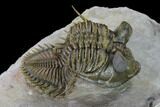 Tower Eyed Erbenochile Trilobite - Spectacular Specimen! #160886-3